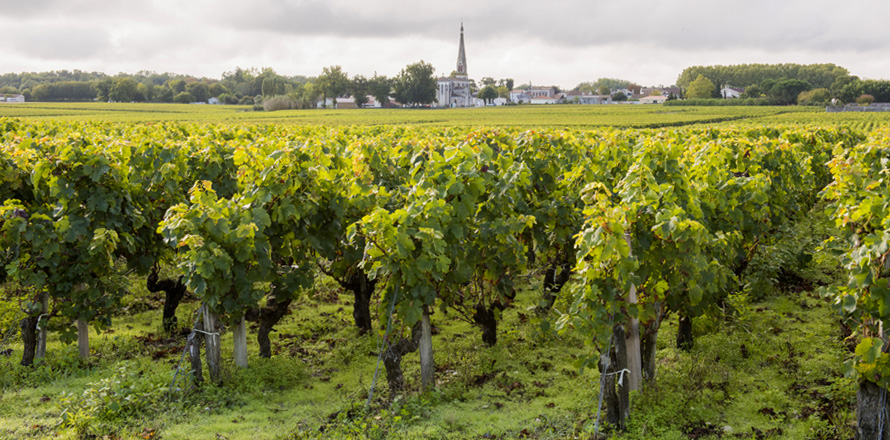 The Vineyards Alain Roses - Château Grand Tayac Margaux - Château Haut-Bellevue Moulis - Bordeaux- vines