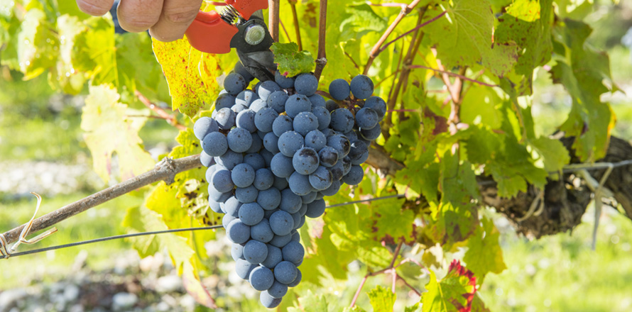 The Vineyards Alain Roses - Château Grand Tayac Margaux - Château Haut-Bellevue Moulis - bunch of grapes