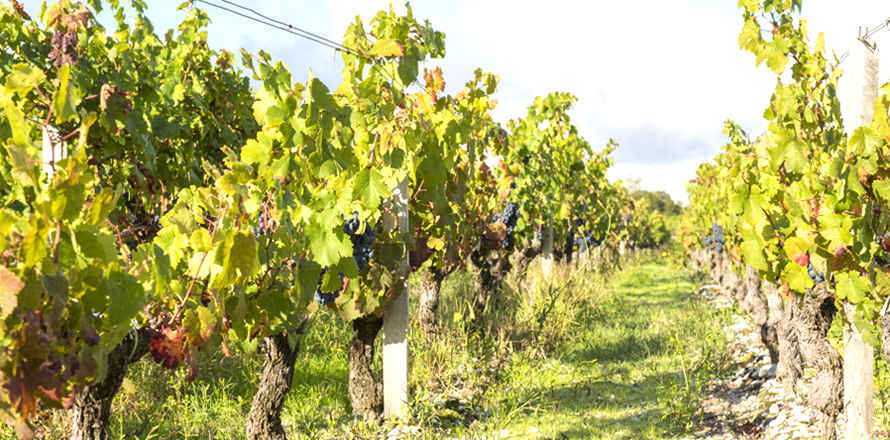 The Vineyards Alain Roses - Château Grand Tayac Margaux - Château Haut-Bellevue Moulis - vines